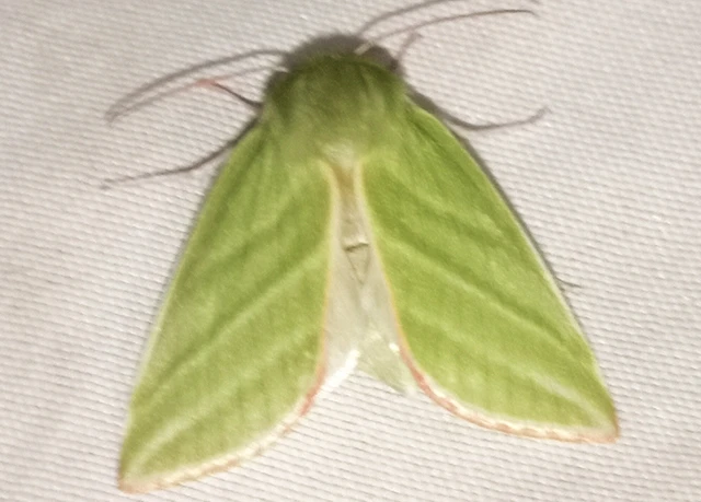 Pseudoips prasinana - bükkfa-zöldbagoly