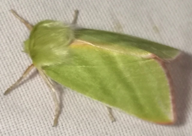 Pseudoips prasinana - bükkfa-zöldbagoly