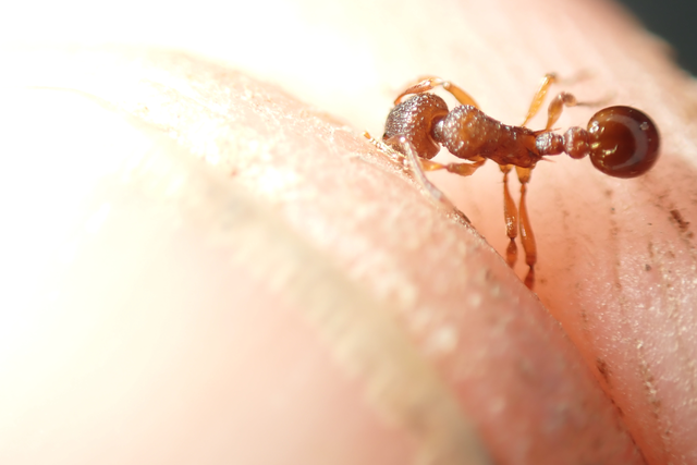 Myrmica scabrinodis - réti bütyköshangya