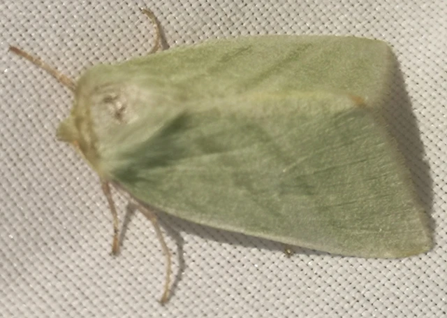 Pseudoips prasinana - bükkfa-zöldbagoly