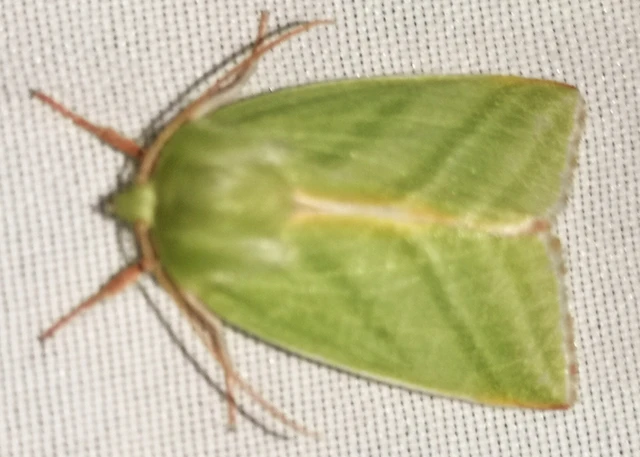 Pseudoips prasinana - bükkfa-zöldbagoly