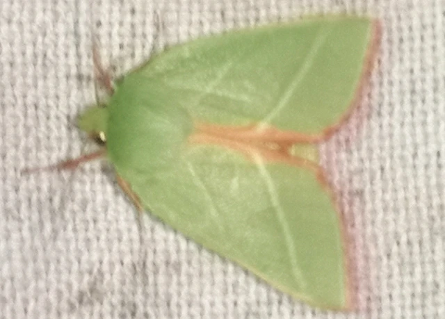 Pseudoips prasinana - bükkfa-zöldbagoly