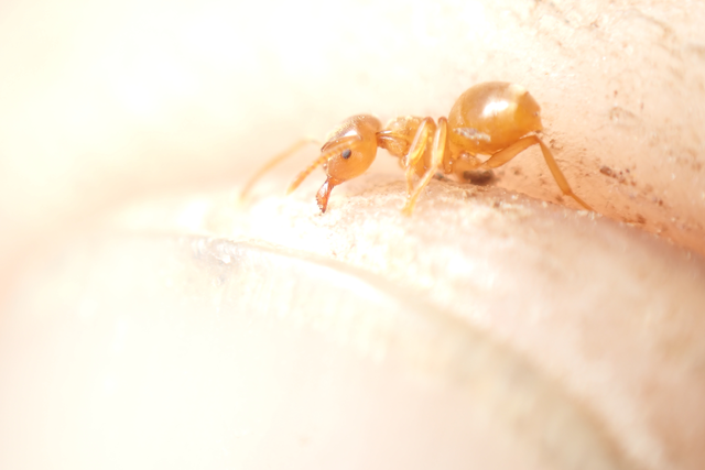 Lasius flavus - gyakori borostyánhangya