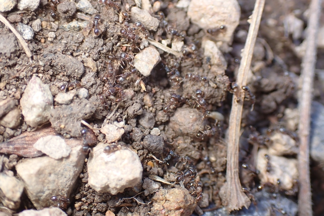 Tetramorium