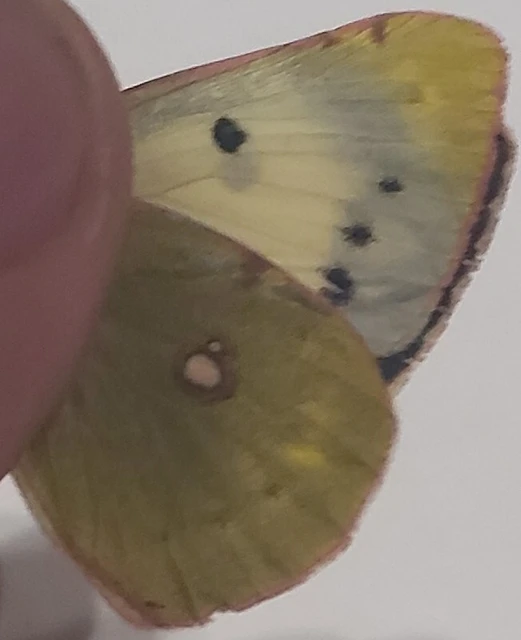 Colias croceus - sáfránylepke