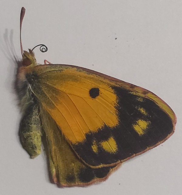 Colias croceus - sáfránylepke