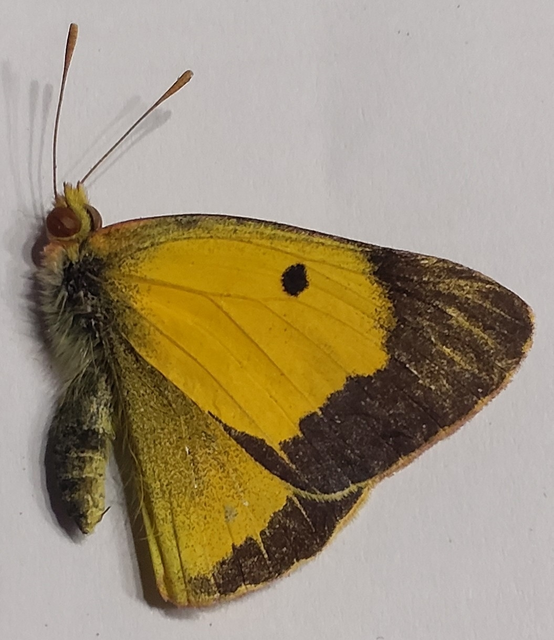Colias croceus - sáfránylepke