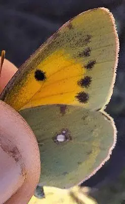Colias croceus - sáfránylepke