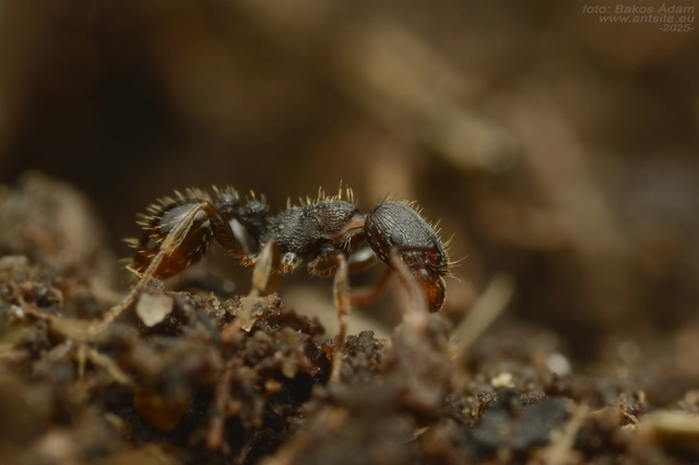 Tetramorium moravicum - morva gyepihangya