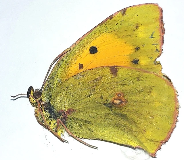 Colias croceus - sáfránylepke