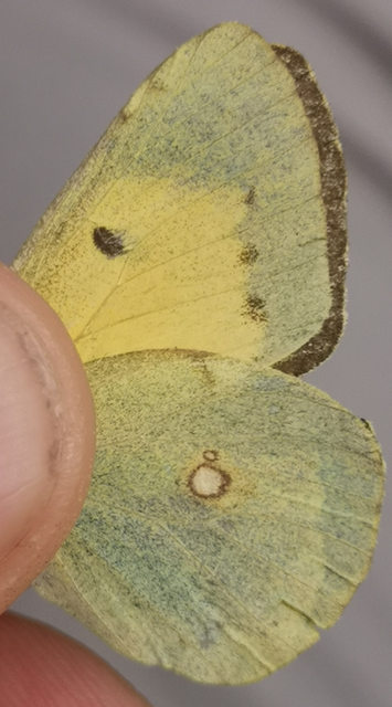Colias croceus - sáfránylepke