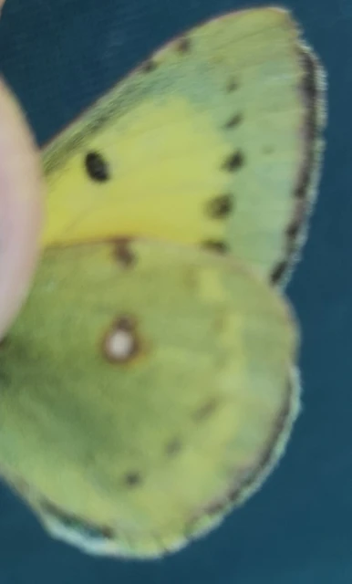 Colias croceus - sáfránylepke