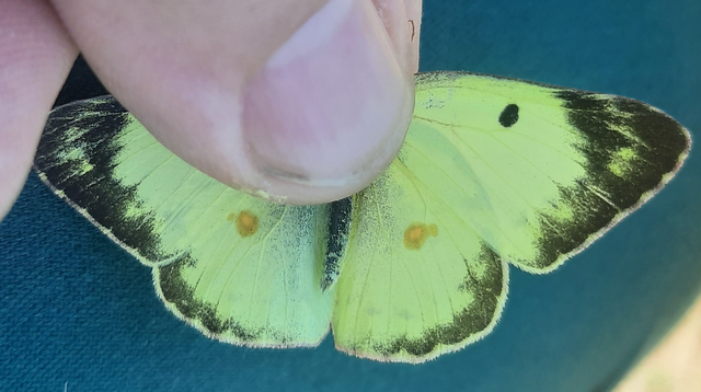 Colias hyale - kéneslepke