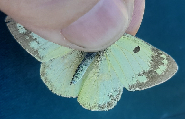 Colias hyale - kéneslepke