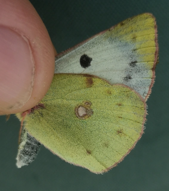 Colias hyale - kéneslepke