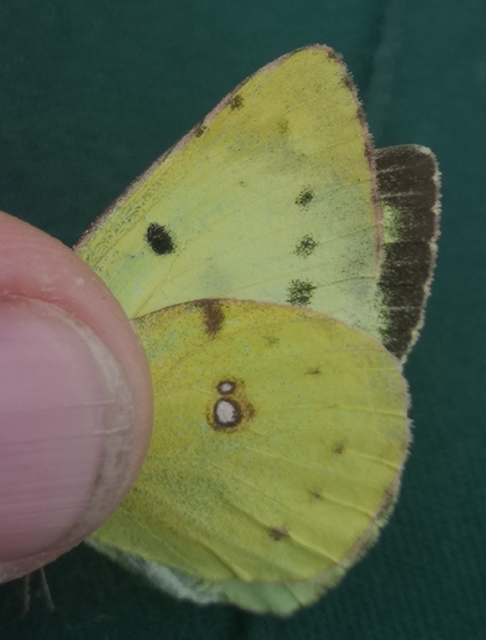Colias hyale - kéneslepke