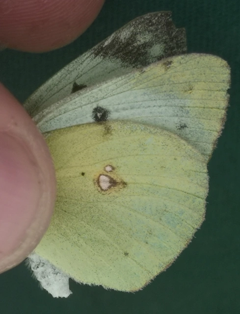 Colias hyale - kéneslepke