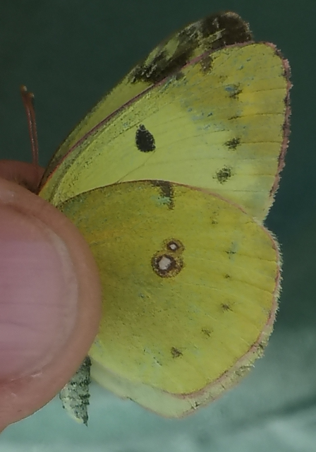 Colias hyale - kéneslepke