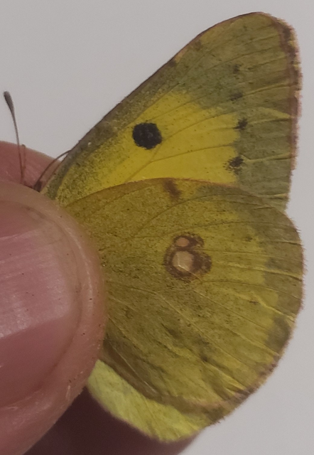 Colias erate - csángó-kéneslepke
