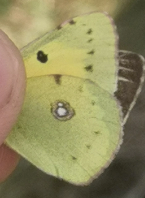 Colias erate - csángó-kéneslepke
