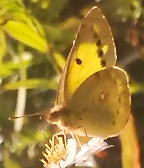 Colias erate - csángó-kéneslepke