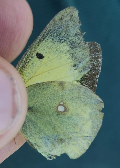 Colias erate - csángó-kéneslepke
