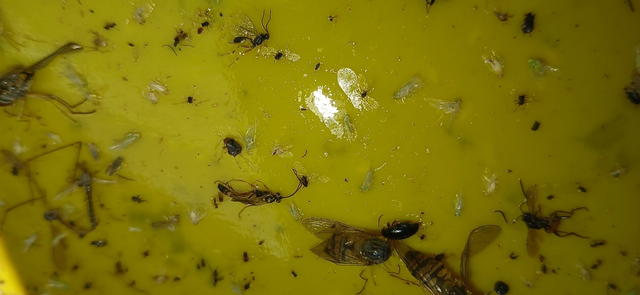 Halticus luteicollis - sárganyakú ugrópoloska