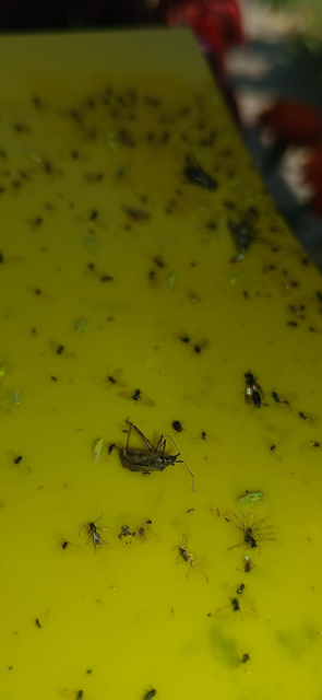 Closterotomus fulvomaculatus - komlópoloska