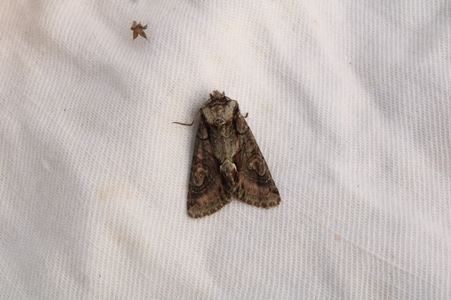 Allophyes oxyacanthae - galagonyabagoly