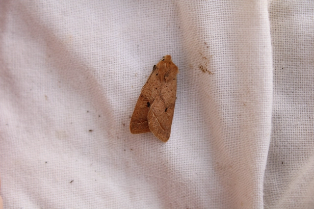 Leptologia macilenta - gyertyán-őszibagoly