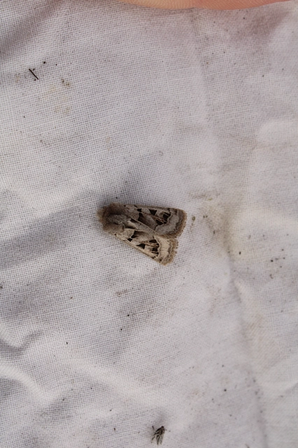Episema glaucina - fogasjegyű liliombagoly
