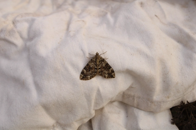 Thera variata/britannica