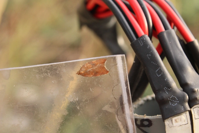 Acleris