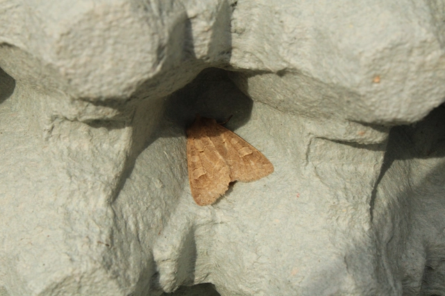Ammoconia caecimacula - szürke őszibagoly