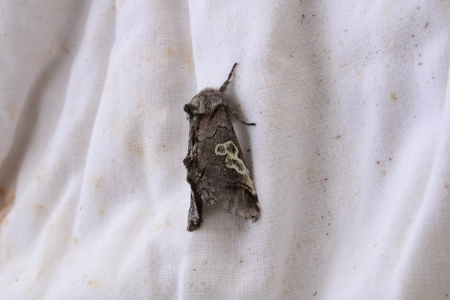 Diloba caeruleocephala - őszi kékesbagoly