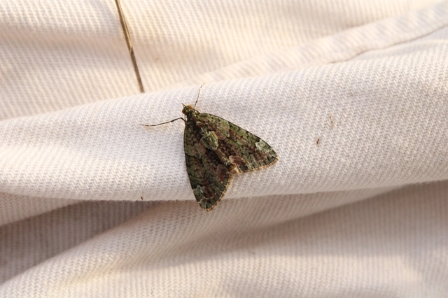 Chloroclysta siterata - salátazöld araszoló