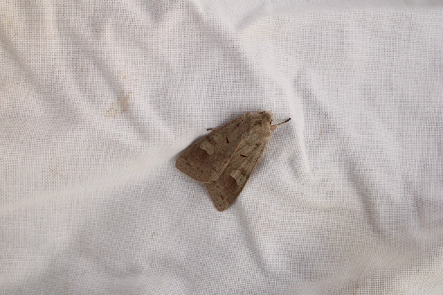 Ammoconia caecimacula - szürke őszibagoly