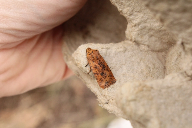 Conistra rubiginea - vörös őszibagoly