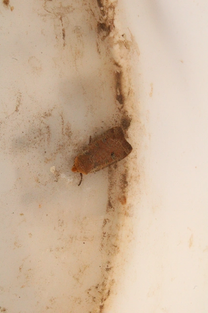 Conistra erythrocephala - vörösfejű őszibagoly