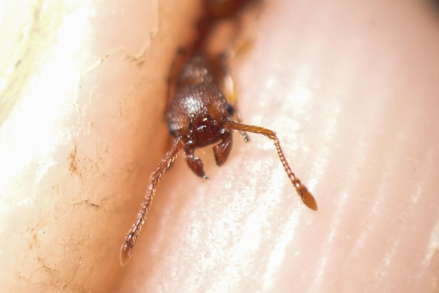 Myrmica sabuleti - gyakori bütyköshangya