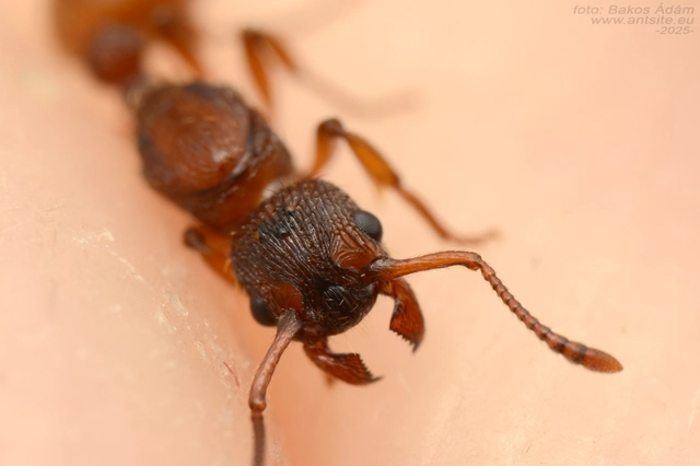 Myrmica sabuleti - gyakori bütyköshangya