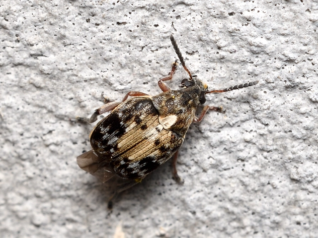 Megabruchidius dorsalis - foltoshátú lepényfazsizsik