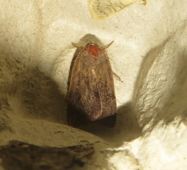 Noctua janthe/janthina