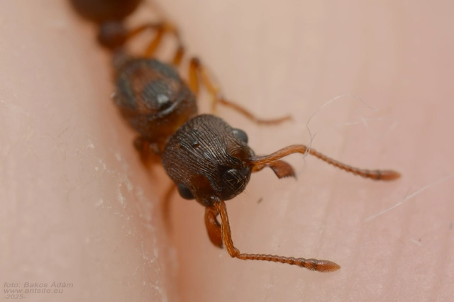 Myrmica scabrinodis - réti bütyköshangya