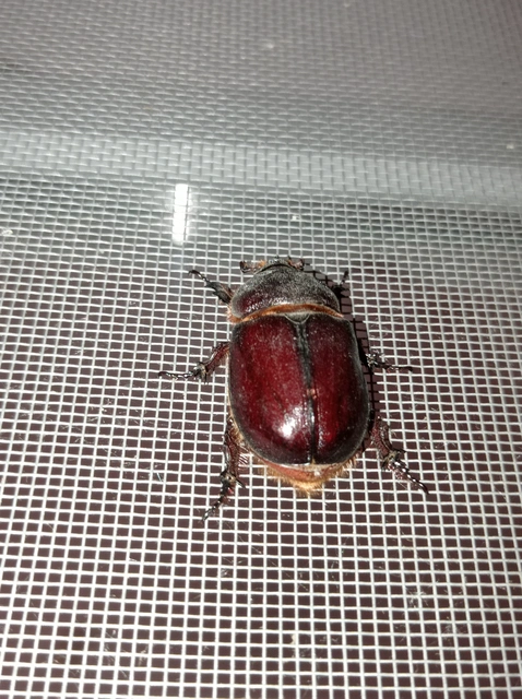 Oryctes nasicornis - orrszarvú bogár