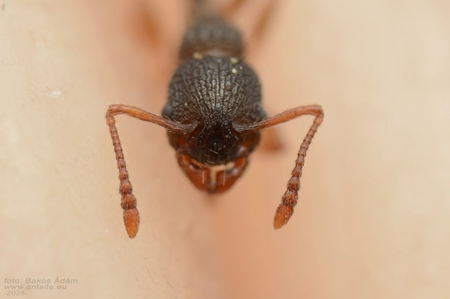 Myrmica lobicornis - hegyi bütyköshangya