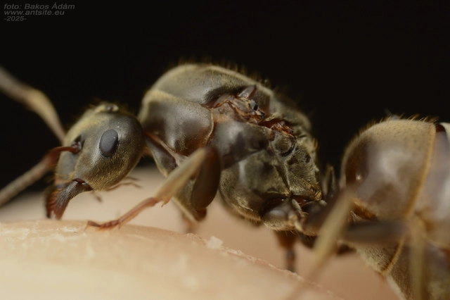 Lasius bombycina - pusztai feketehangya