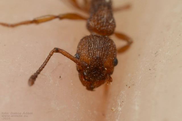 Myrmica sabuleti - gyakori bütyköshangya
