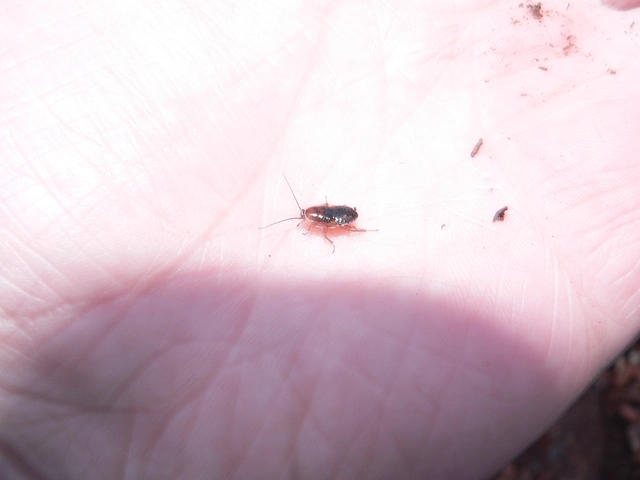 Blattodea - Csótányok Blattodea - Csótányok