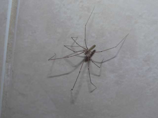 Pholcus phalangioides - nagy álkaszáspók